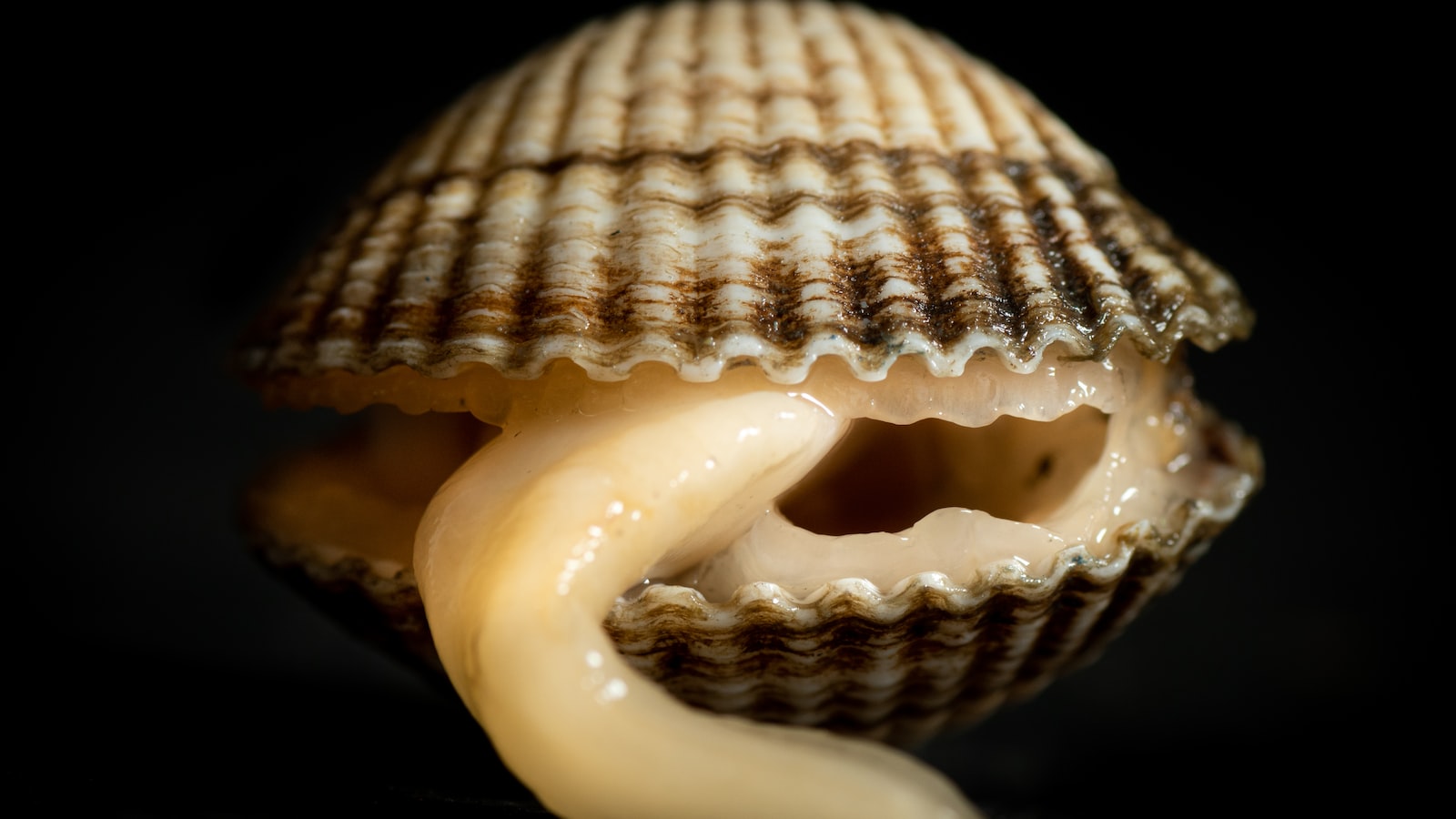 Vaciamos locales, negocios o almacenes en menos de 24 horas en Sant Boi de Llobregat